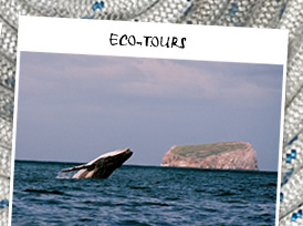 Click here to go to Eco-tours